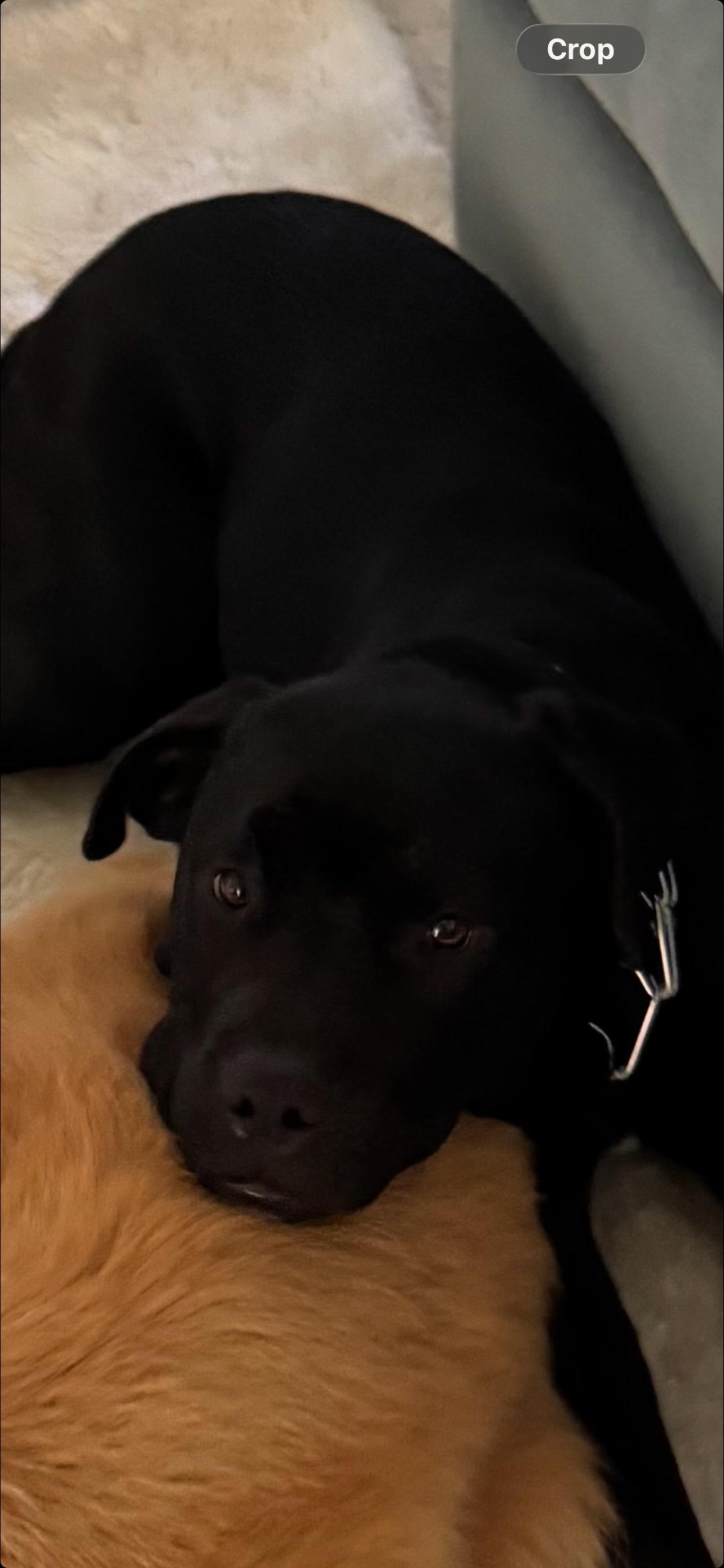 Dylan, ADOPTABLE, Puppy Female Mastiff.