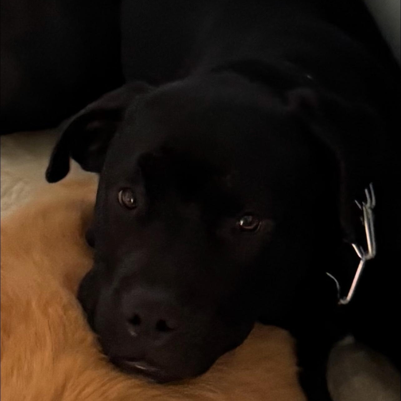 Enlarge Dylan, a ADOPTABLE Mastiff in Cedarburg, WI image 2/3