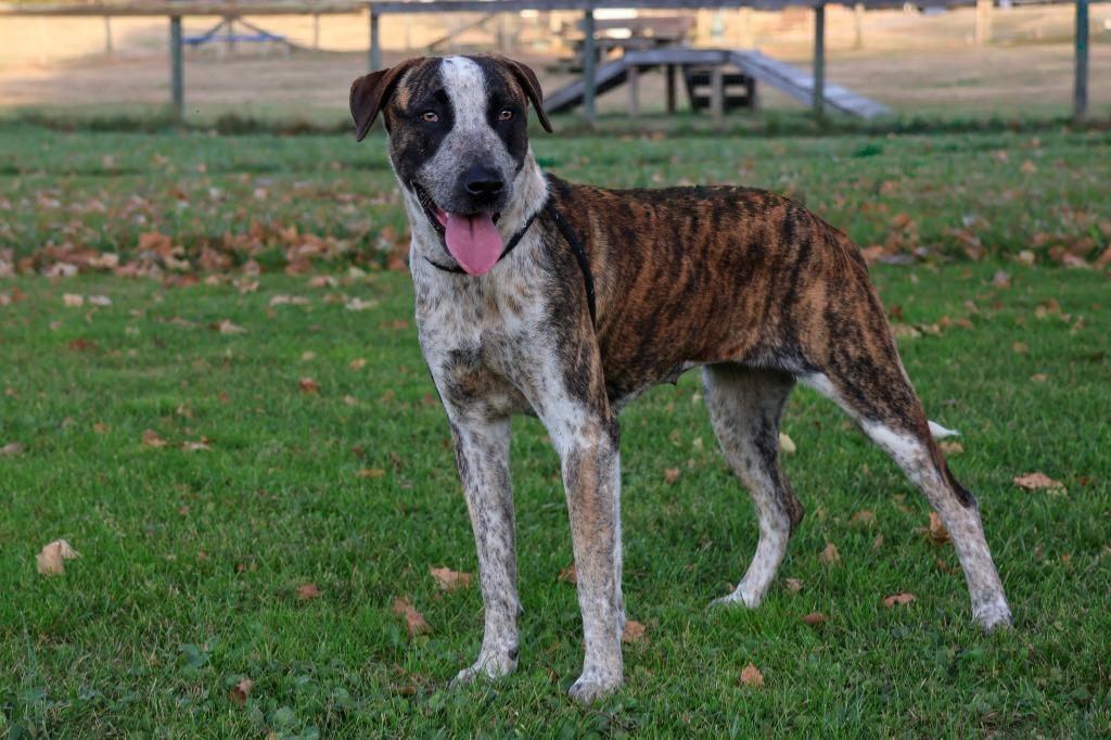 Enlarge Lola, a Adoptable mixed breed in Columbia, TN image 2/6