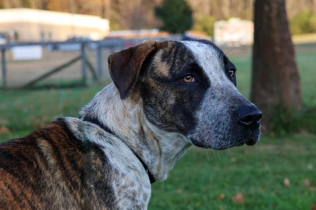 Enlarge Lola, a Adoptable mixed breed in Columbia, TN image 3/6