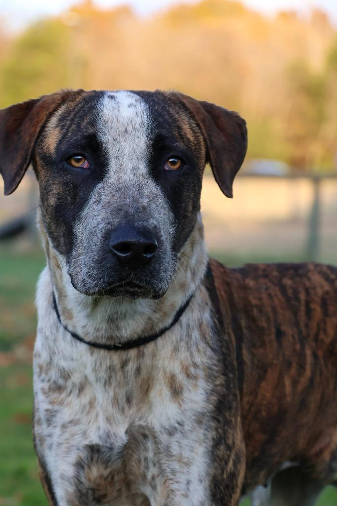 Enlarge Lola, a Adoptable mixed breed in Columbia, TN image 4/6