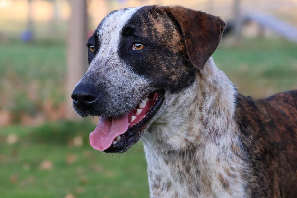 Enlarge Lola, a Adoptable mixed breed in Columbia, TN image 6/6