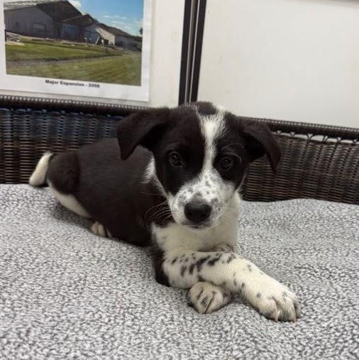 Damon, Adoptable, Puppy Male Labrador Retriever & Cattle Dog.