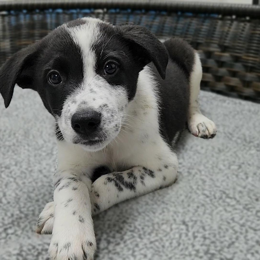 Damon, a Adoptable mixed breed in Neillsville, WI image 3/4