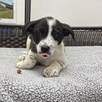 Damon, a Adoptable mixed breed in Neillsville, WI image 2/4