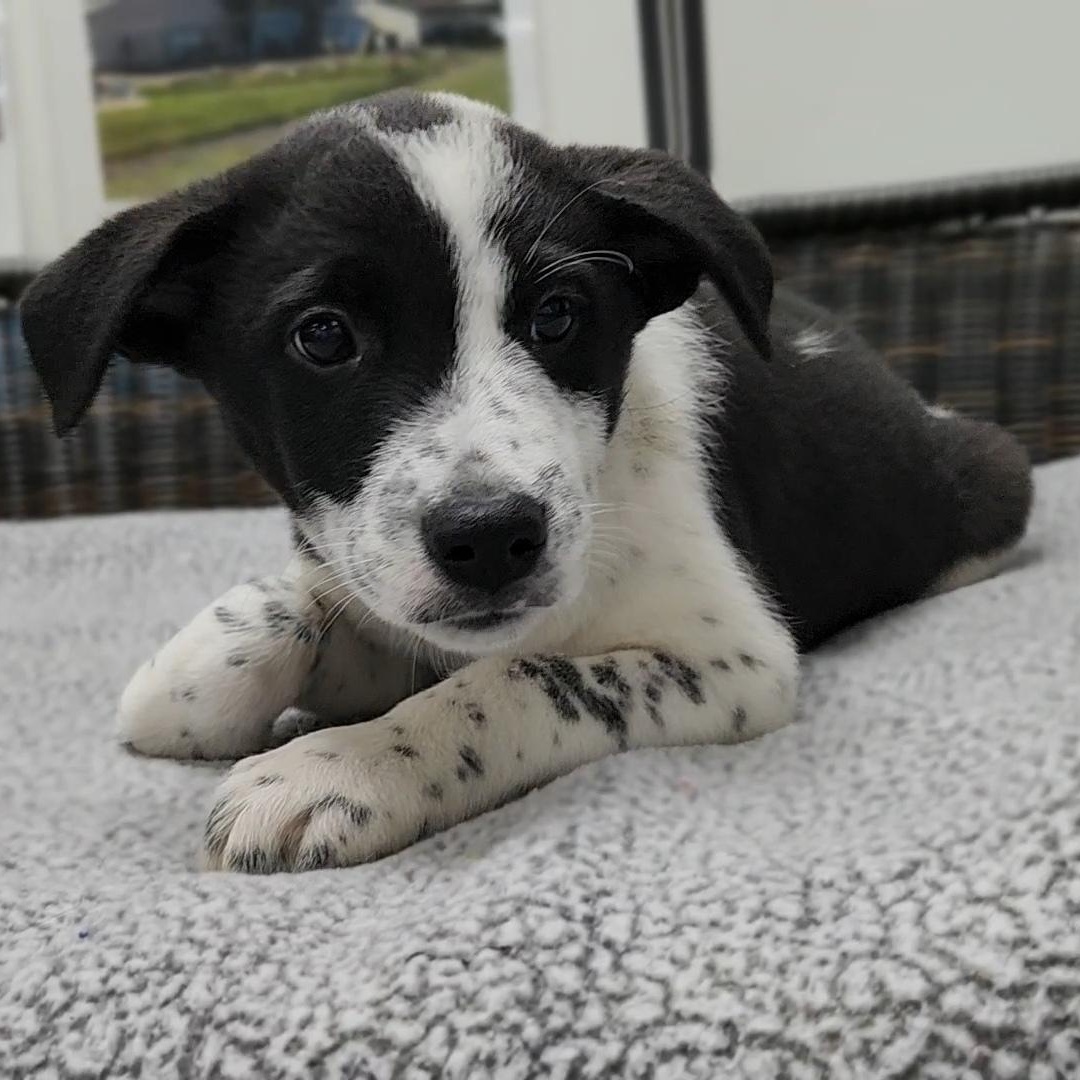 Damon, a Adoptable mixed breed in Neillsville, WI image 4/4