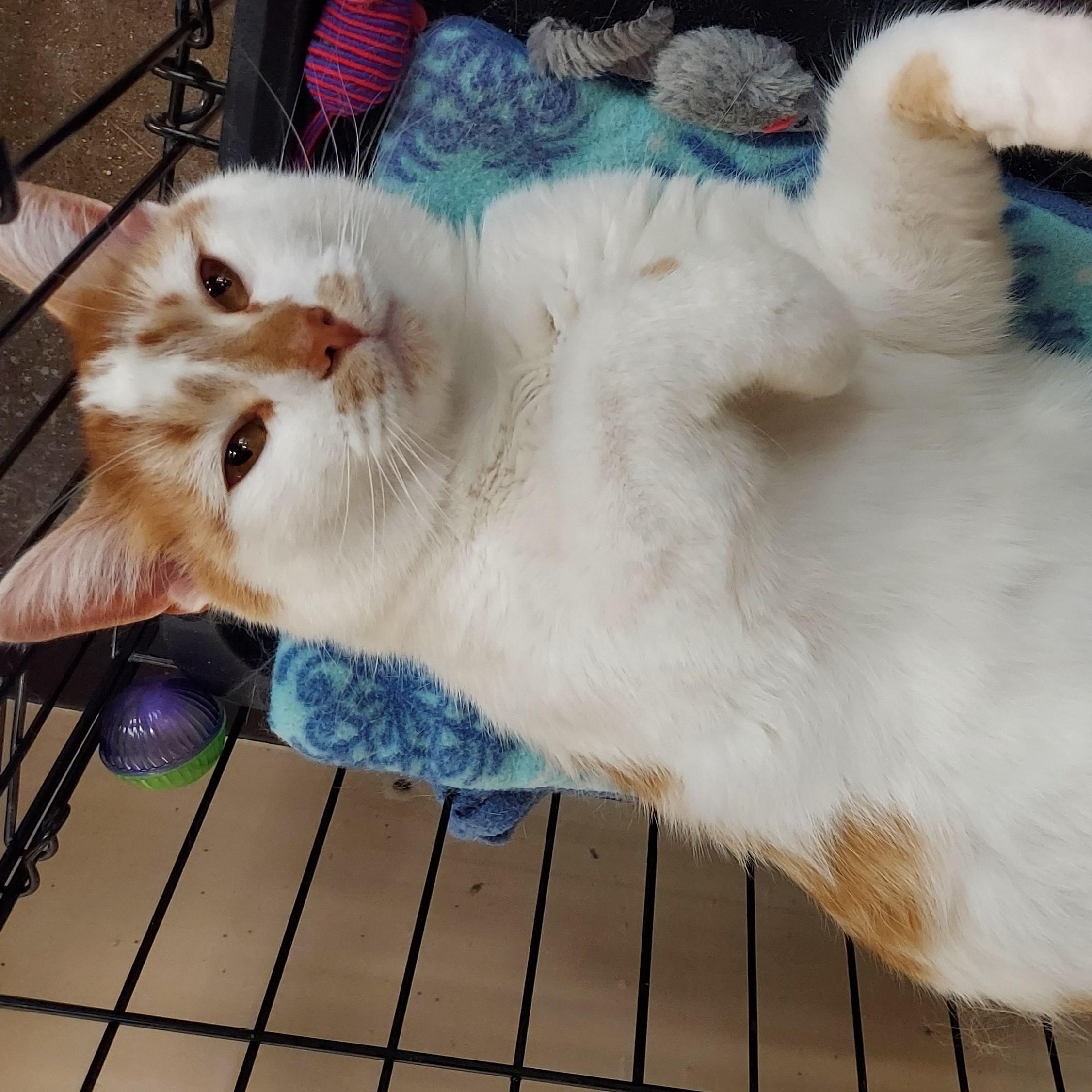 Enlarge Leo, an adopted Domestic Short Hair in Louisville, KY image 3/5