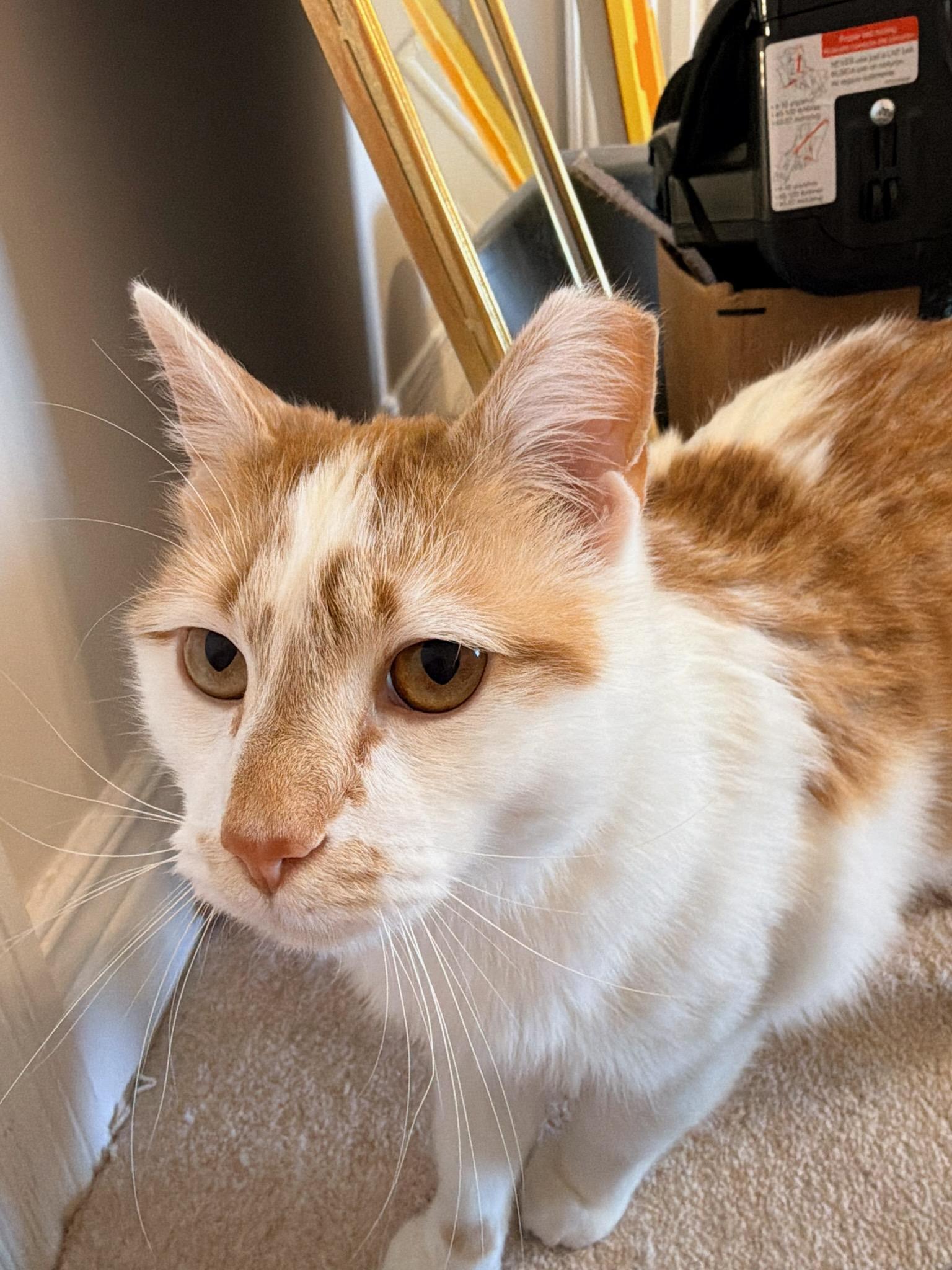 Enlarge Leo, an adopted Domestic Short Hair in Louisville, KY image 2/5