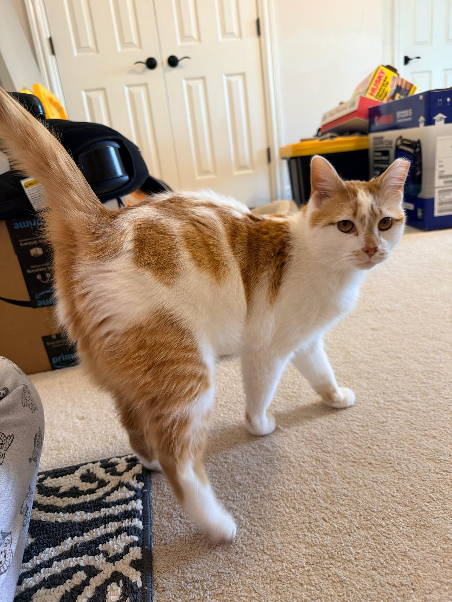 Enlarge Leo, an adopted Domestic Short Hair in Louisville, KY image 4/5