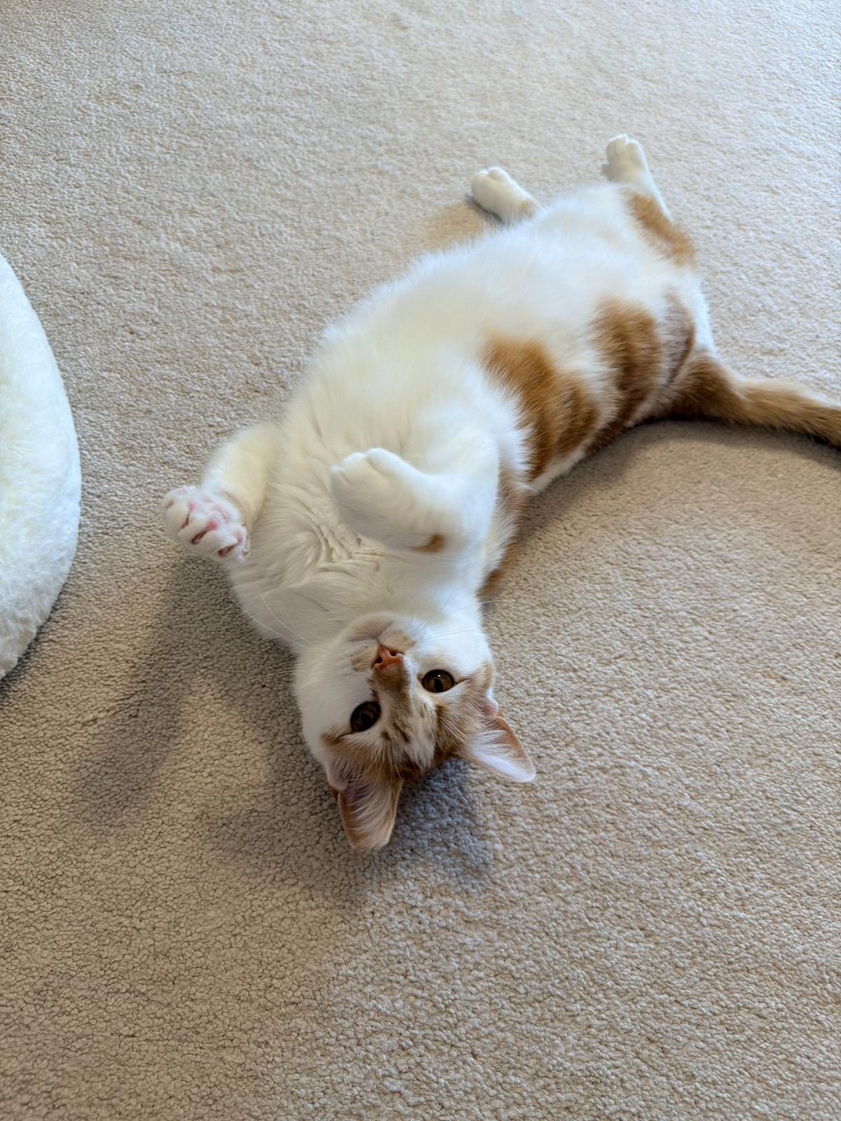 Enlarge Leo, an adopted Domestic Short Hair in Louisville, KY image 5/5