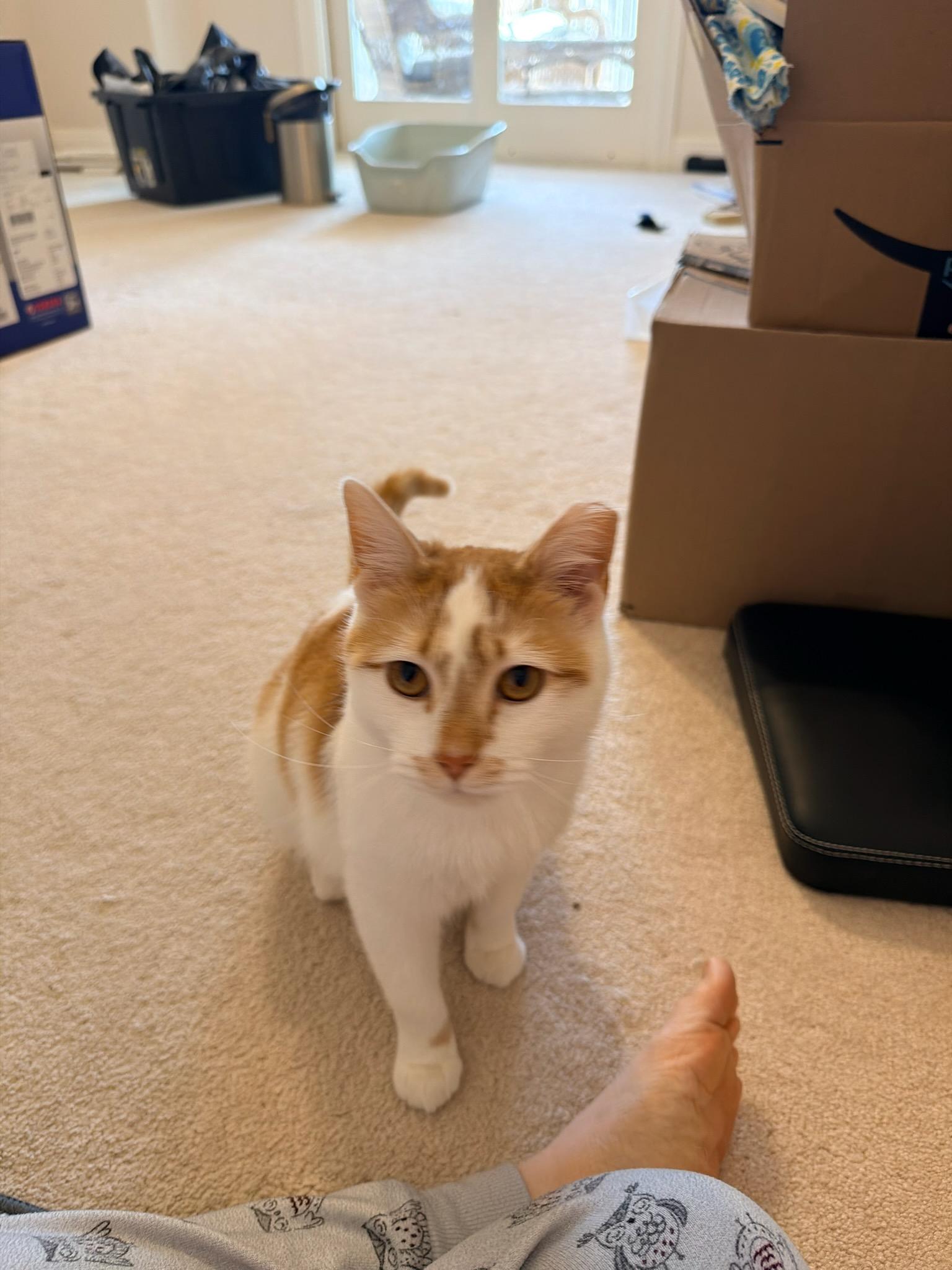 Enlarge Leo, an adopted Domestic Short Hair in Louisville, KY image 1/5