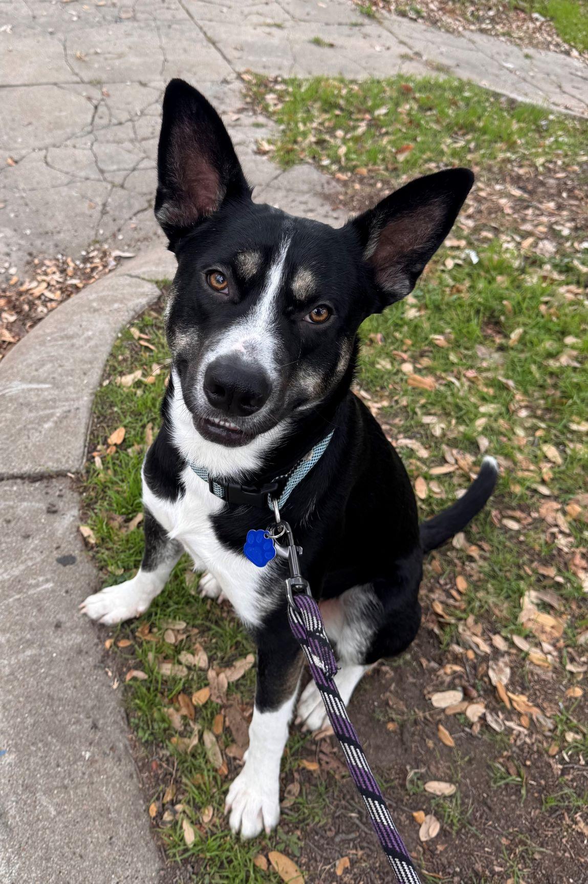 Enlarge Goose, a Adoptable mixed breed in Austin, TX image 2/6