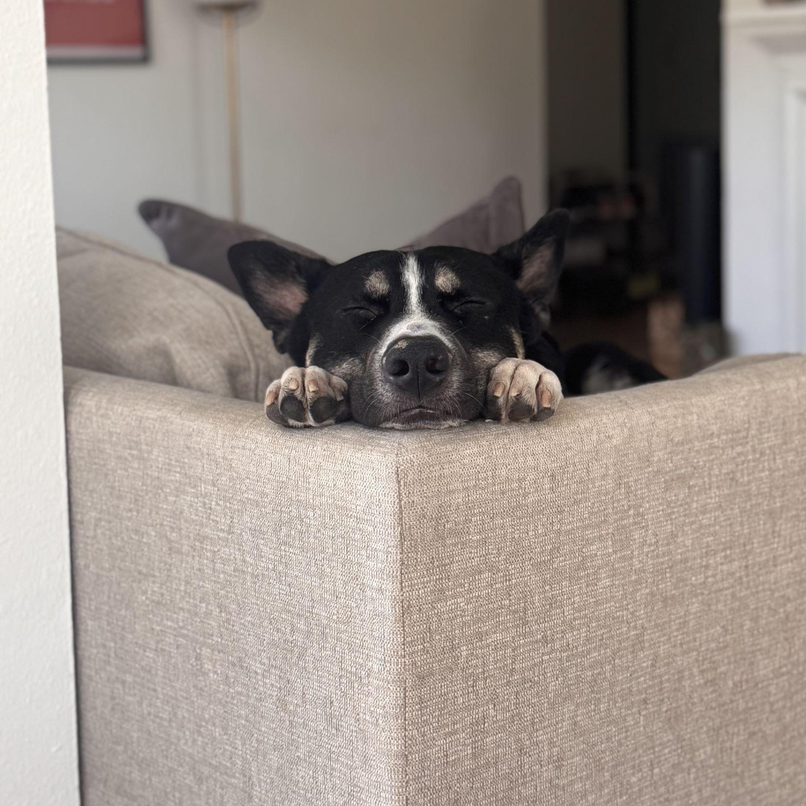 Enlarge Goose, a Adoptable mixed breed in Austin, TX image 1/6