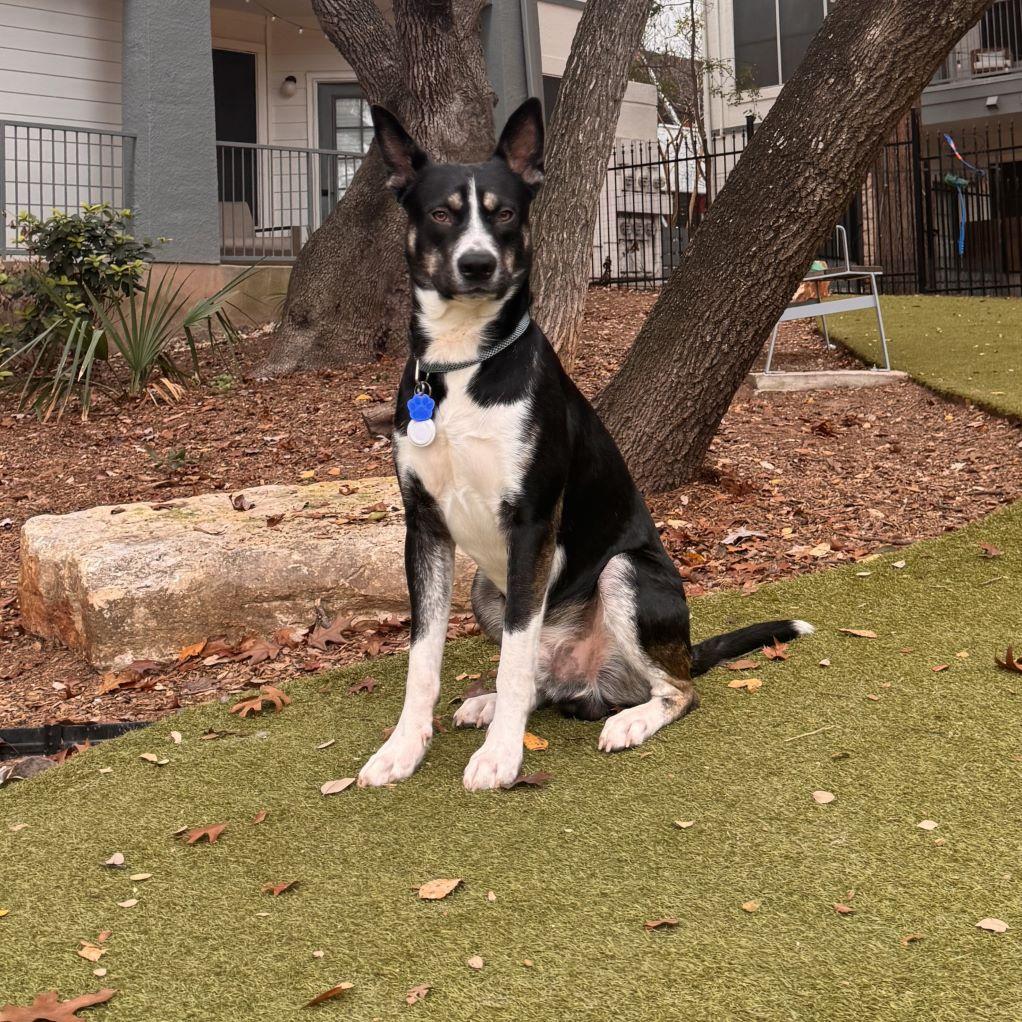 Enlarge Goose, a Adoptable mixed breed in Austin, TX image 5/6
