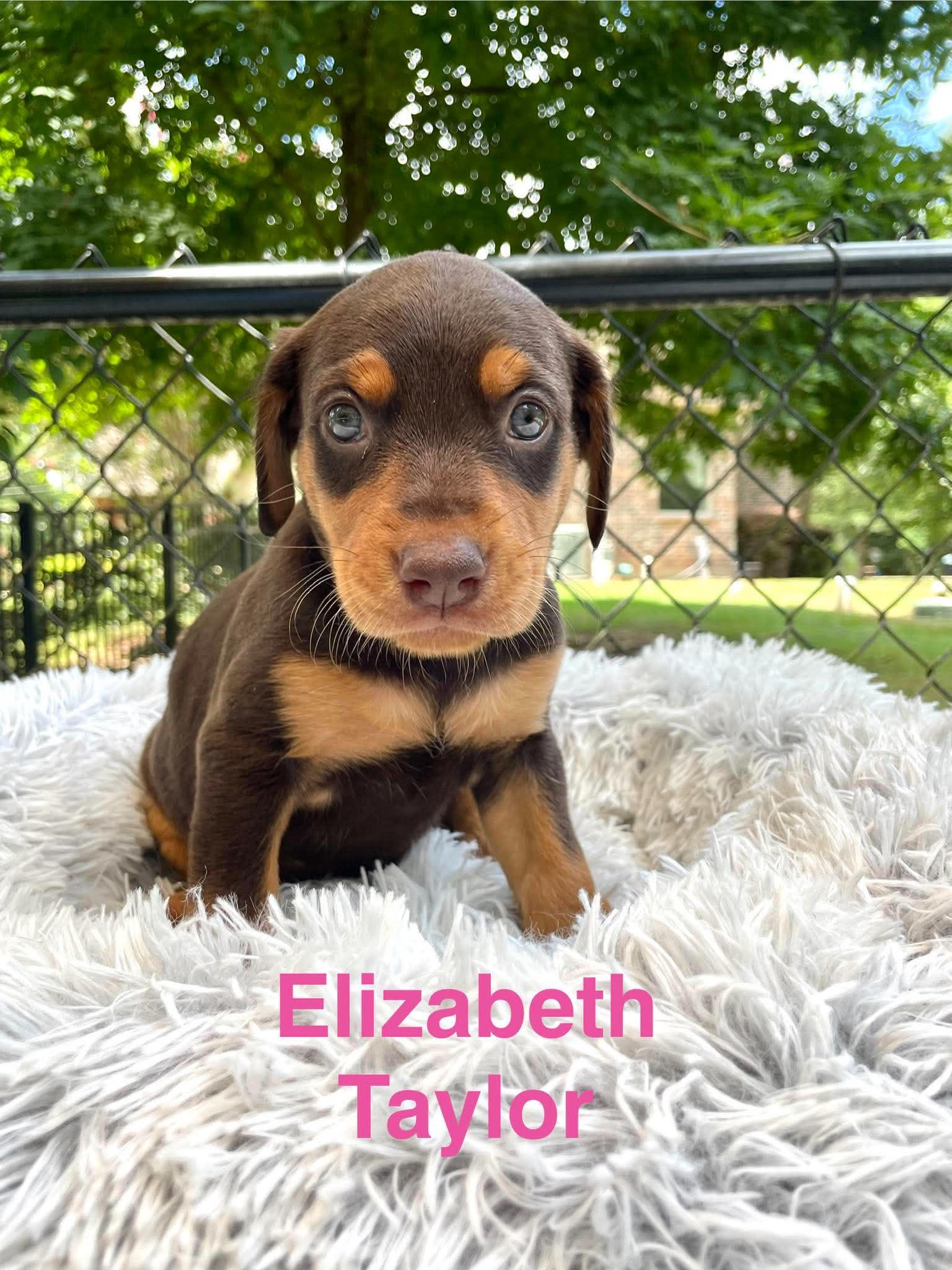 Enlarge ELIZABETH TAYLOR, a Adopted mixed breed in Madisonville, LA image 2/5
