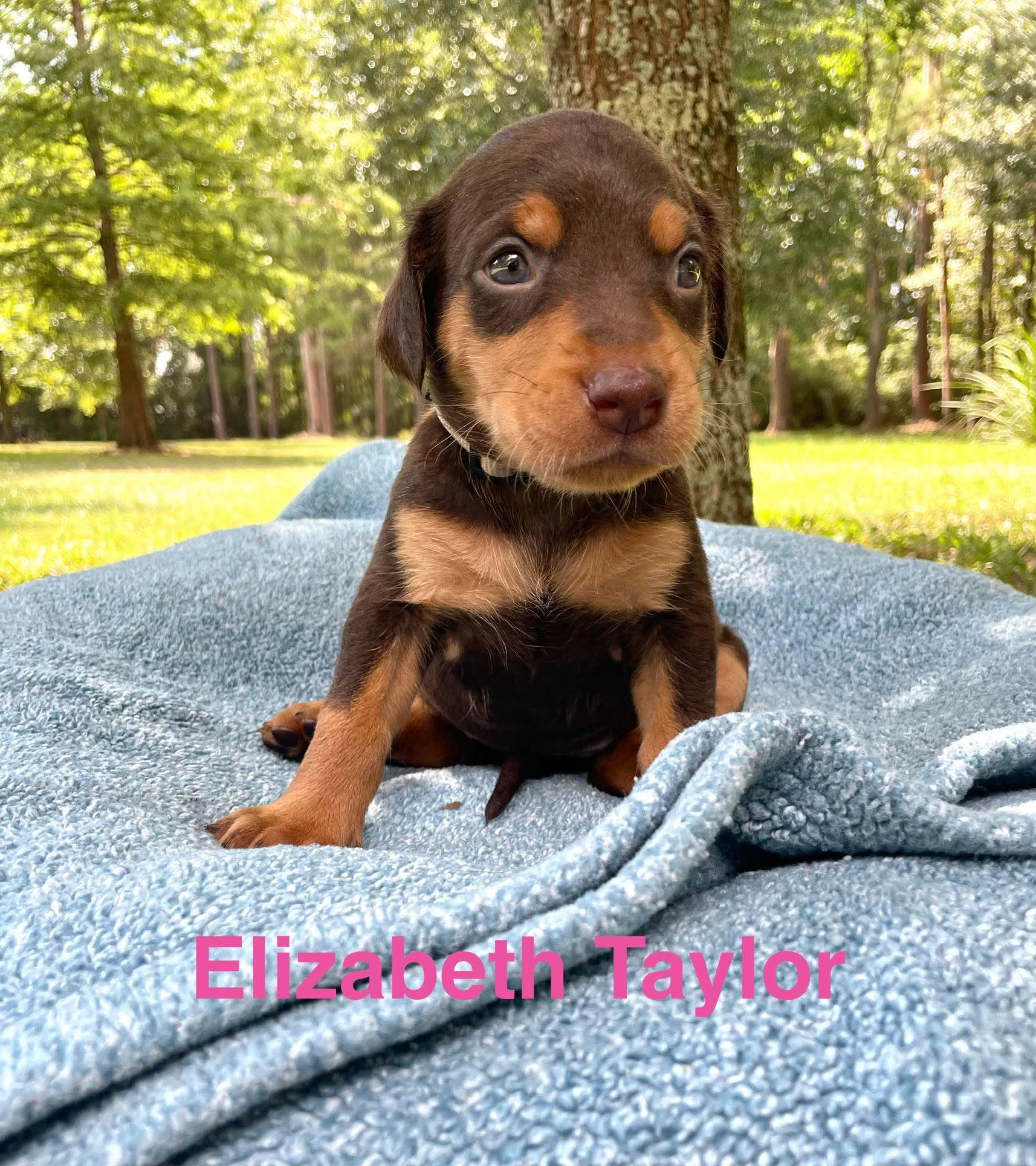 Enlarge ELIZABETH TAYLOR, a Adopted mixed breed in Madisonville, LA image 5/5