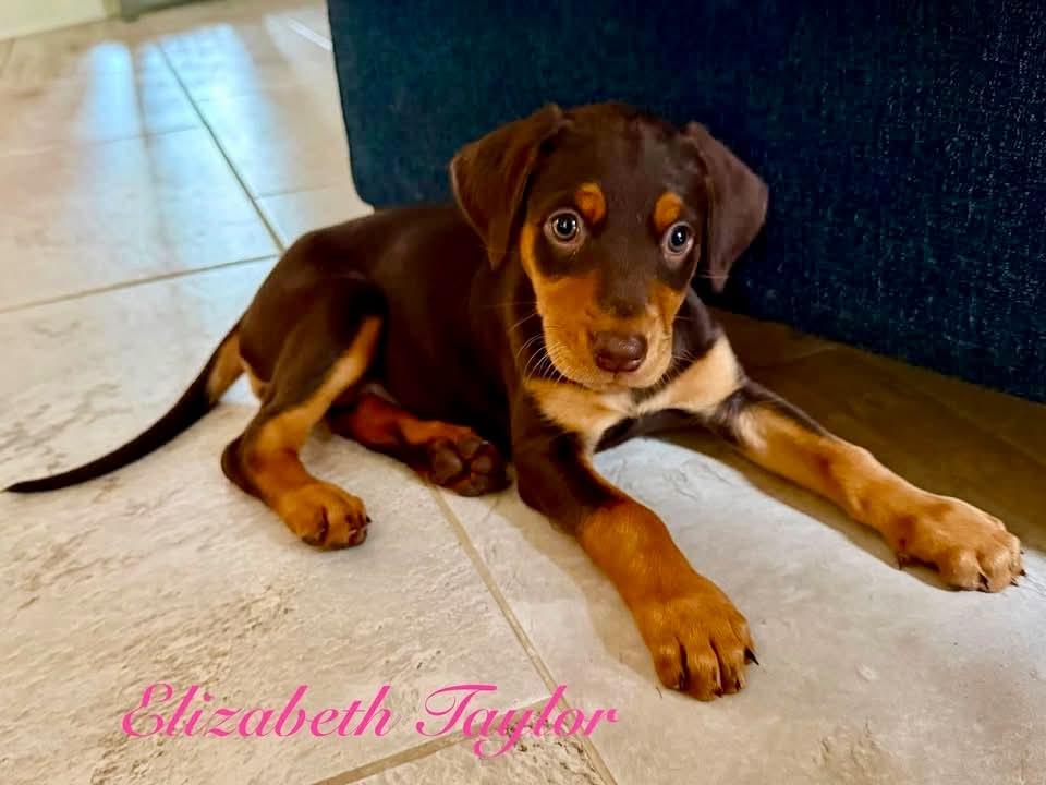 Enlarge ELIZABETH TAYLOR, a Adopted mixed breed in Madisonville, LA image 3/5