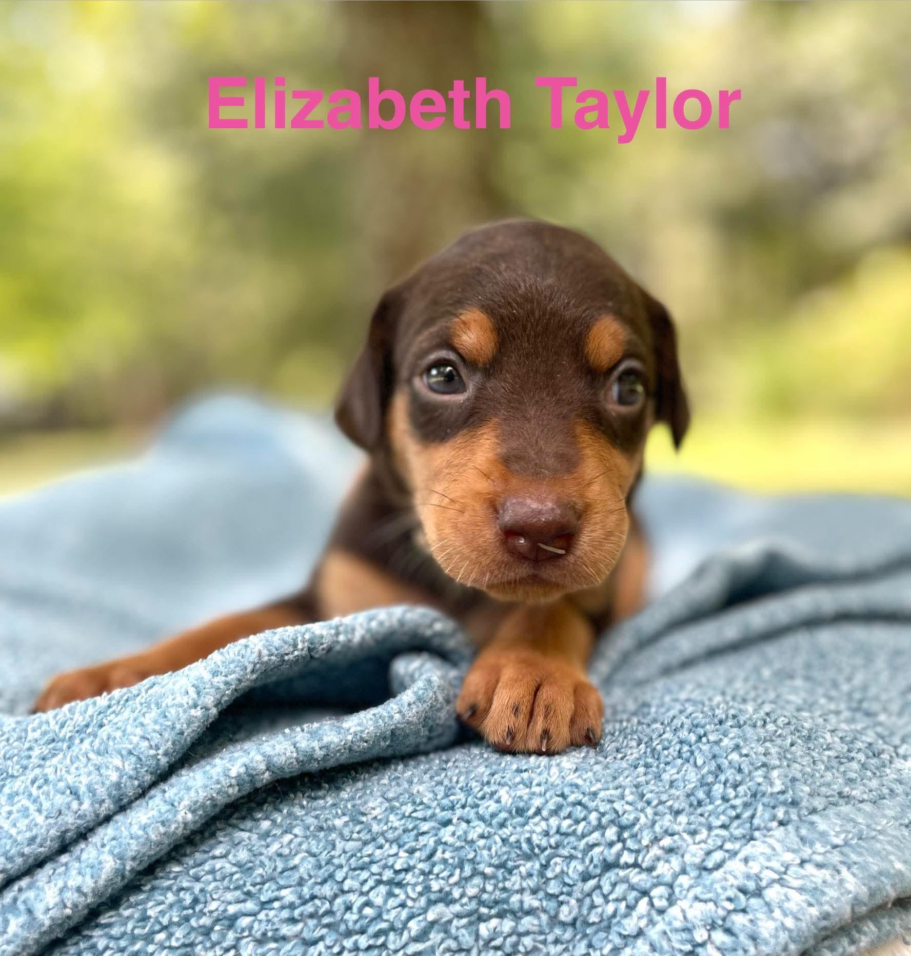 Enlarge ELIZABETH TAYLOR, a Adopted mixed breed in Madisonville, LA image 4/5