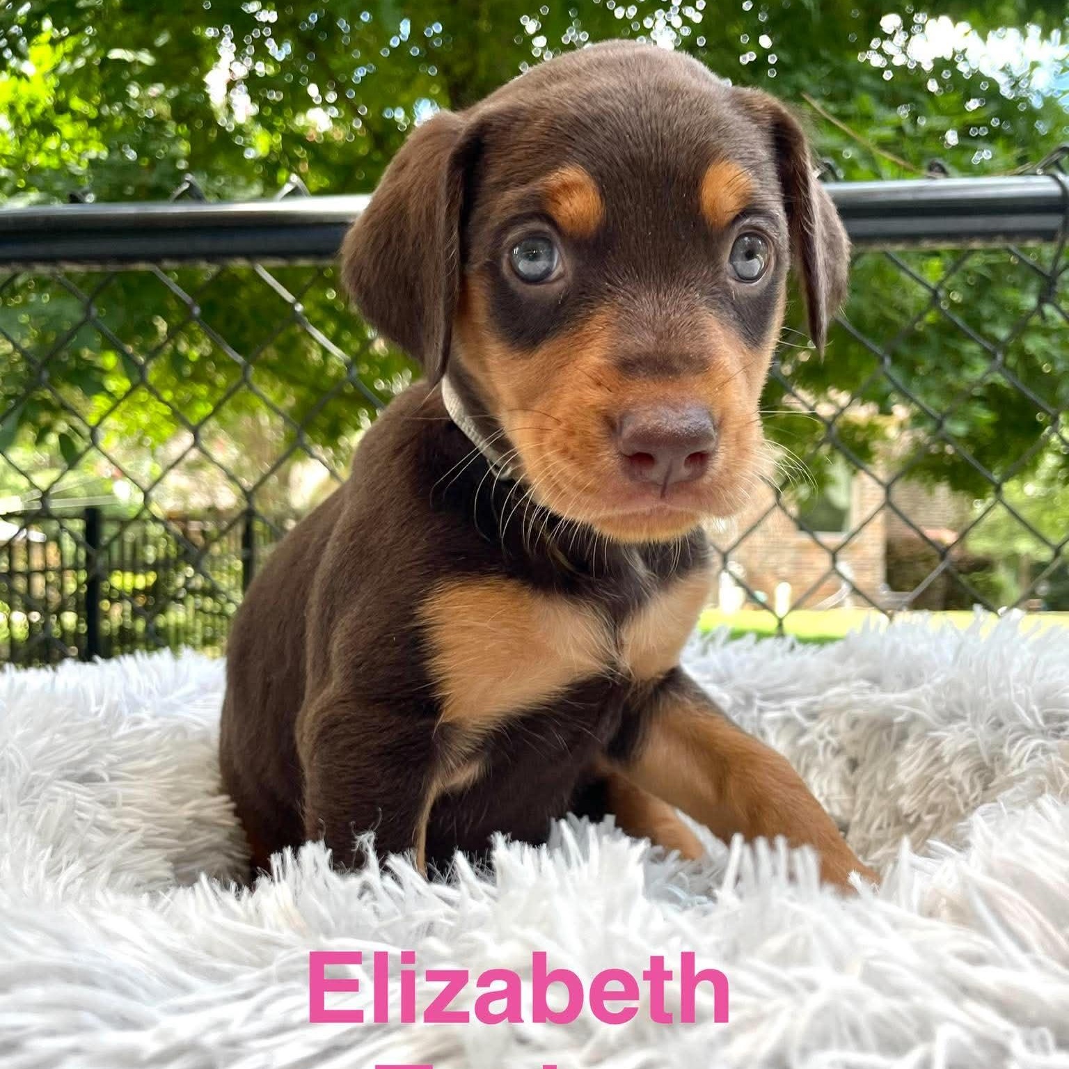 ELIZABETH TAYLOR, Adopted, Puppy Female Doberman Pinscher & Catahoula Leopard Dog.