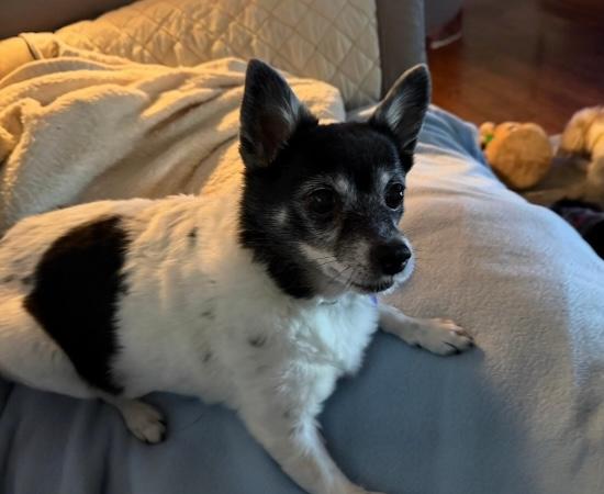 Enlarge Baby, a ADOPTABLE mixed breed in Knoxville, TN image 6/6