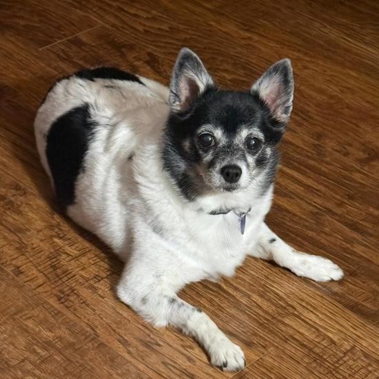 Enlarge Baby, a ADOPTABLE mixed breed in Knoxville, TN image 3/6