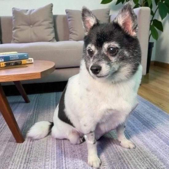 Enlarge Baby, a ADOPTABLE mixed breed in Knoxville, TN image 4/6