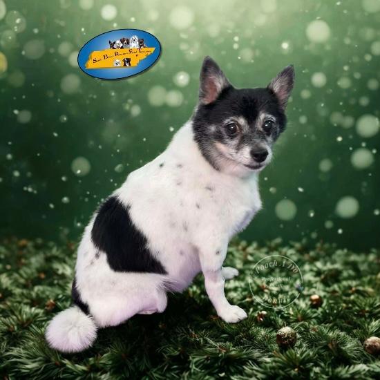 Enlarge Baby, a ADOPTABLE mixed breed in Knoxville, TN image 5/6