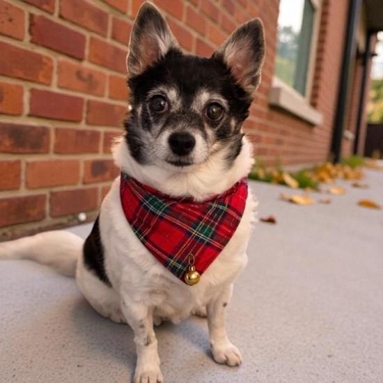 Baby, ADOPTABLE, Adult Female Chihuahua.