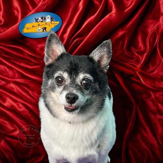 Enlarge Baby, a ADOPTABLE mixed breed in Knoxville, TN image 2/6