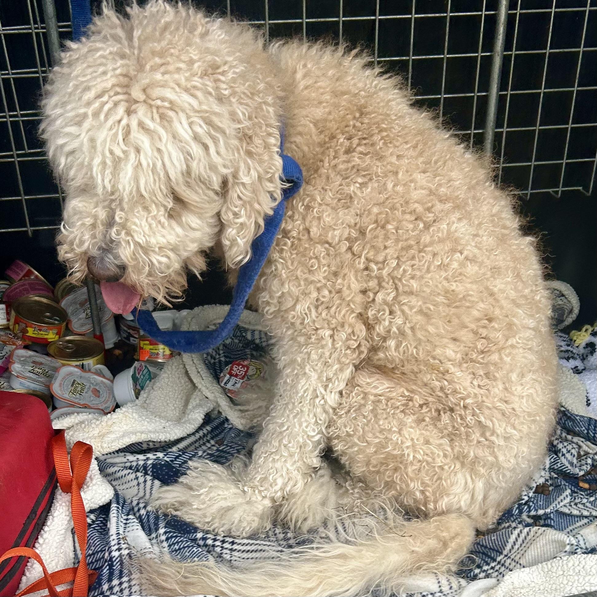 Queen of Sheba & Rosie (Bonded), an adoptable Goldendoodle in Edmonton, AB, T5Y 3N6 | Photo Image 3