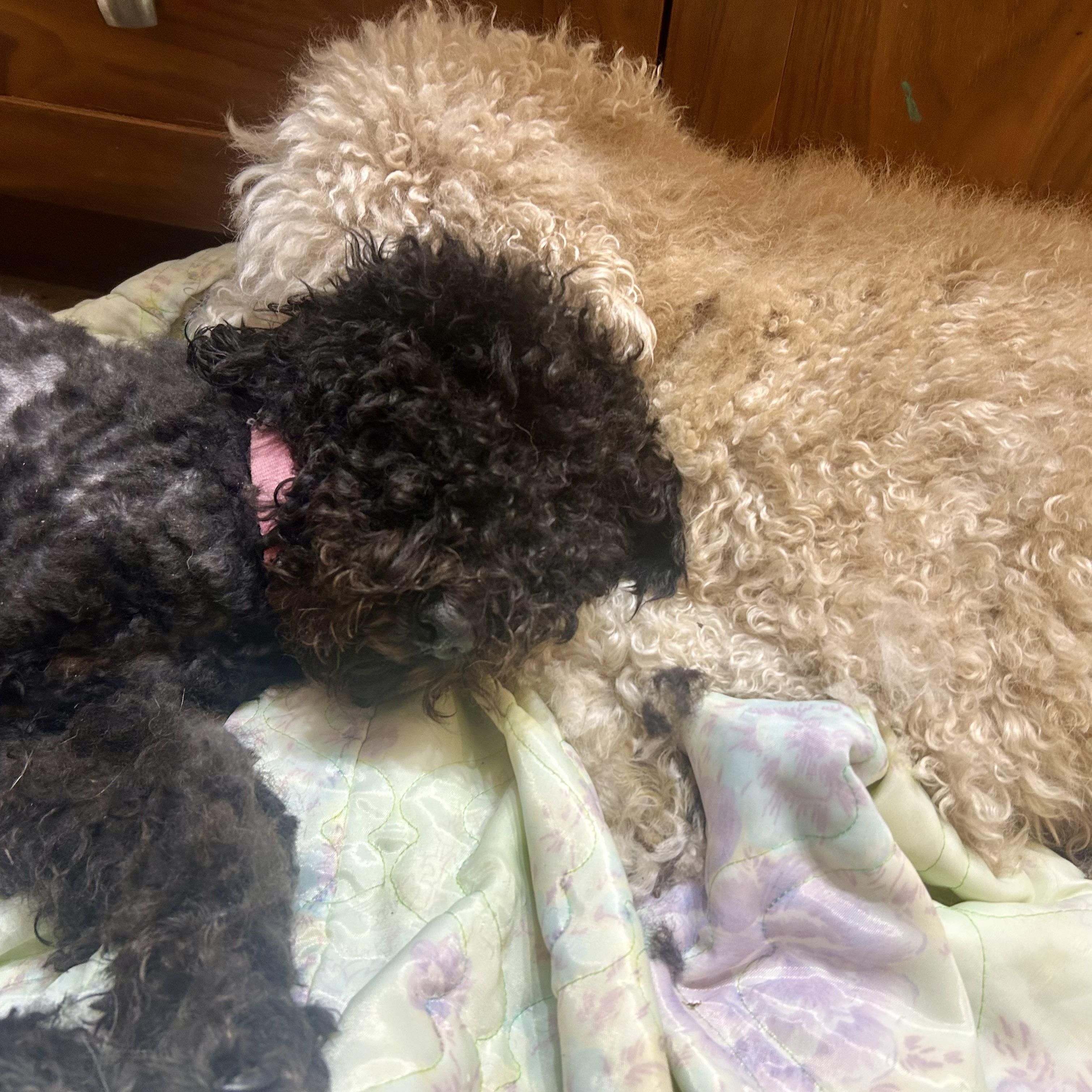 Queen of Sheba & Rosie (Bonded), an adoptable Goldendoodle in Edmonton, AB, T5Y 3N6 | Photo Image 2