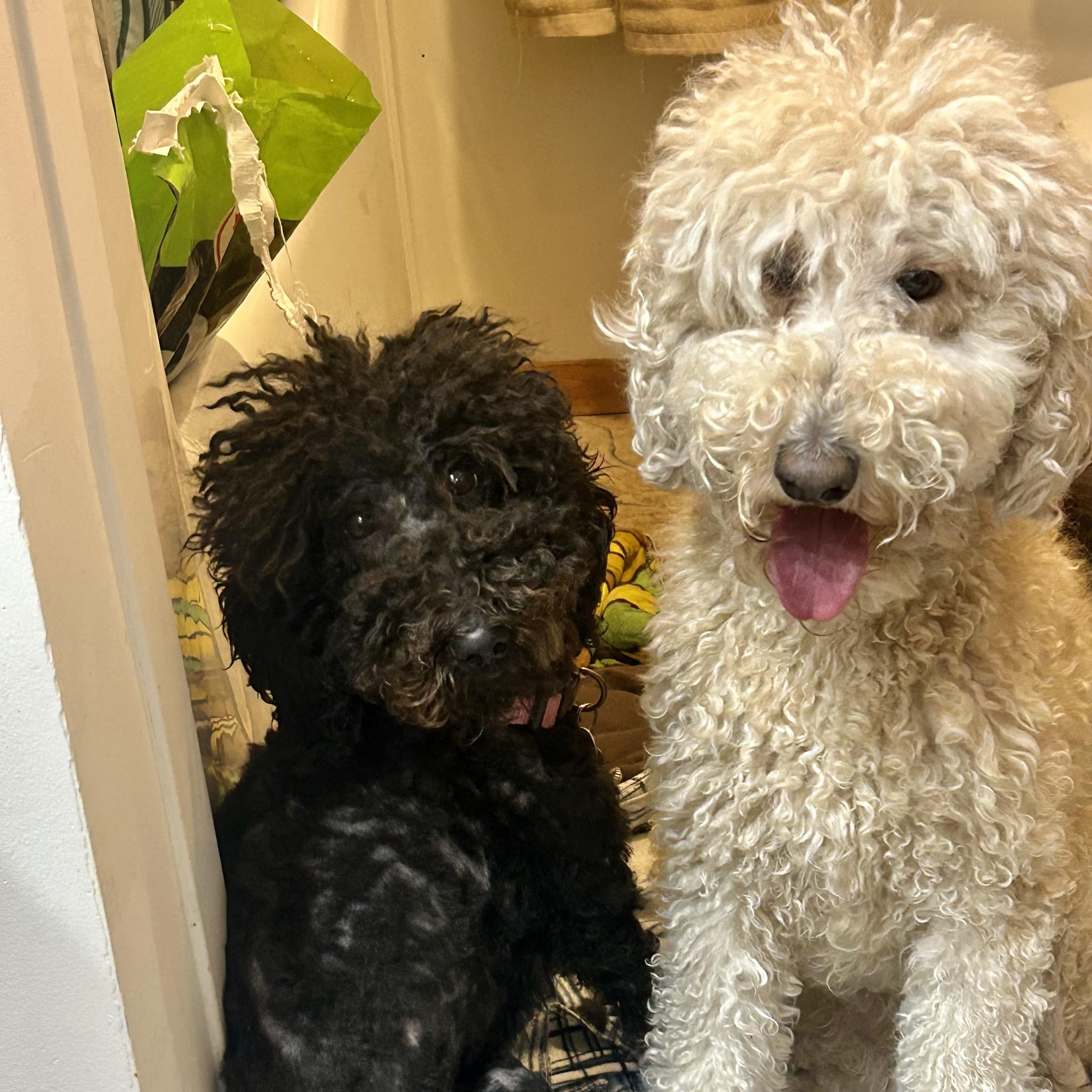 Queen of Sheba & Rosie (Bonded), an adoptable Goldendoodle in Edmonton, AB, T5Y 3N6 | Photo Image 1