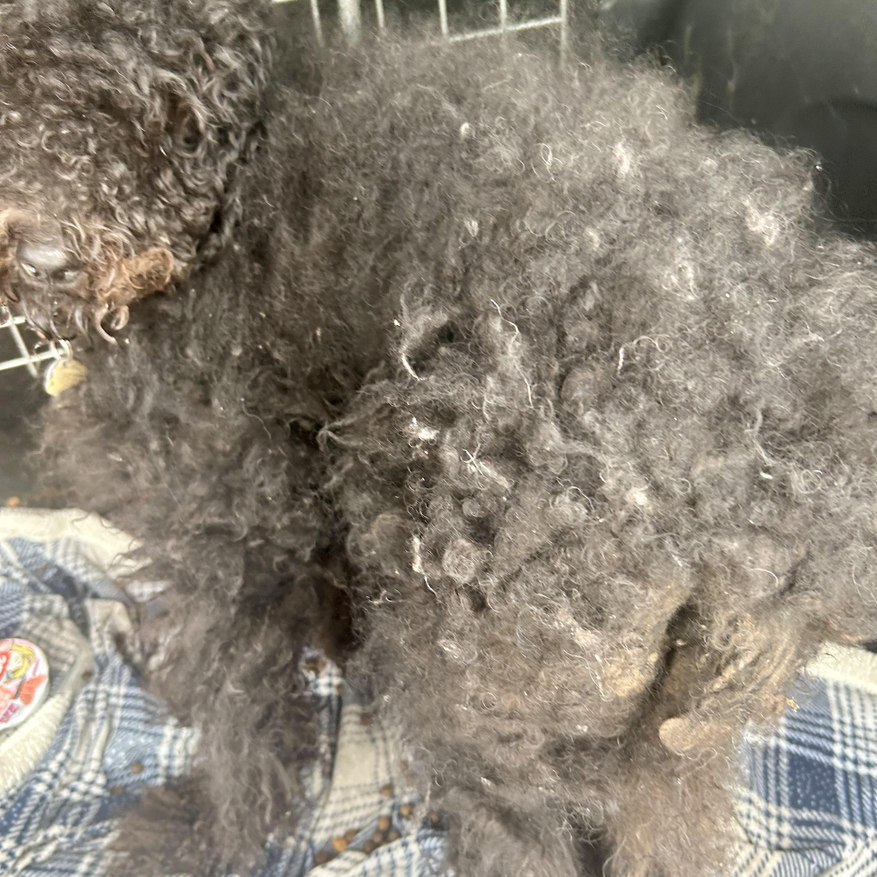 Queen of Sheba & Rosie (Bonded), an adoptable Goldendoodle in Edmonton, AB, T5Y 3N6 | Photo Image 4