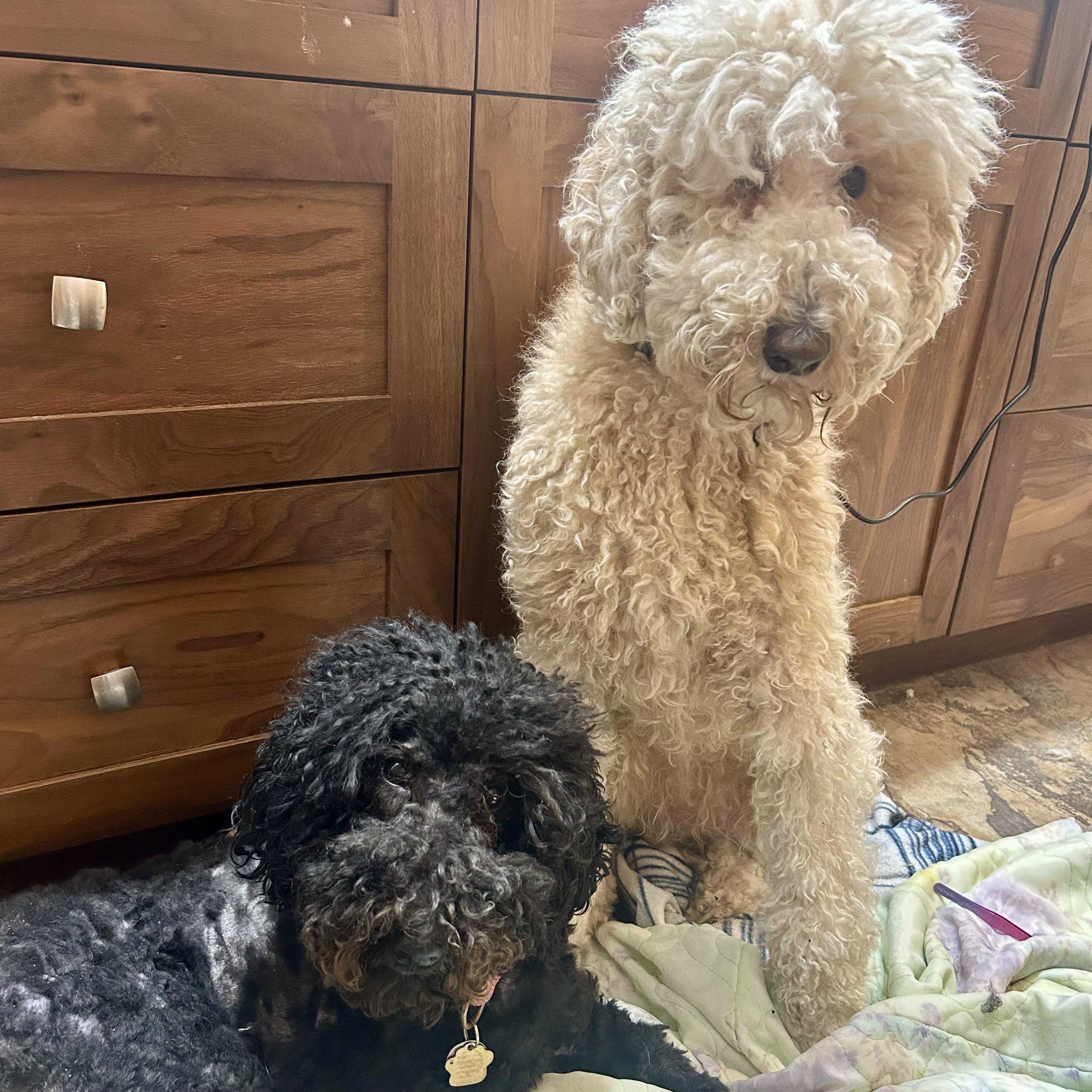 Queen of Sheba & Rosie (Bonded), an adoptable Goldendoodle in Edmonton, AB, T5Y 3N6 | Photo Image 6