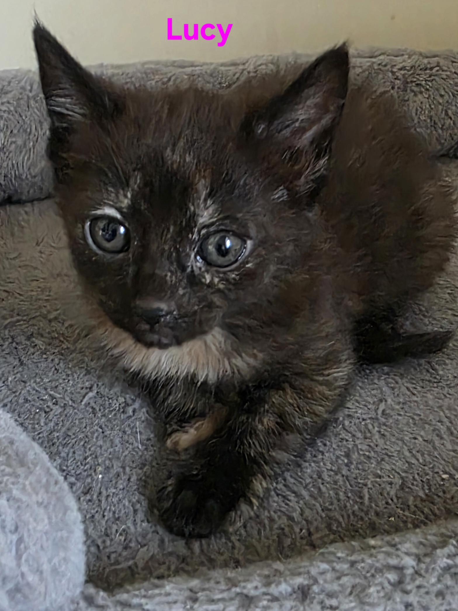 Lucy, Adoptable, Kitten Female Domestic Short Hair.
