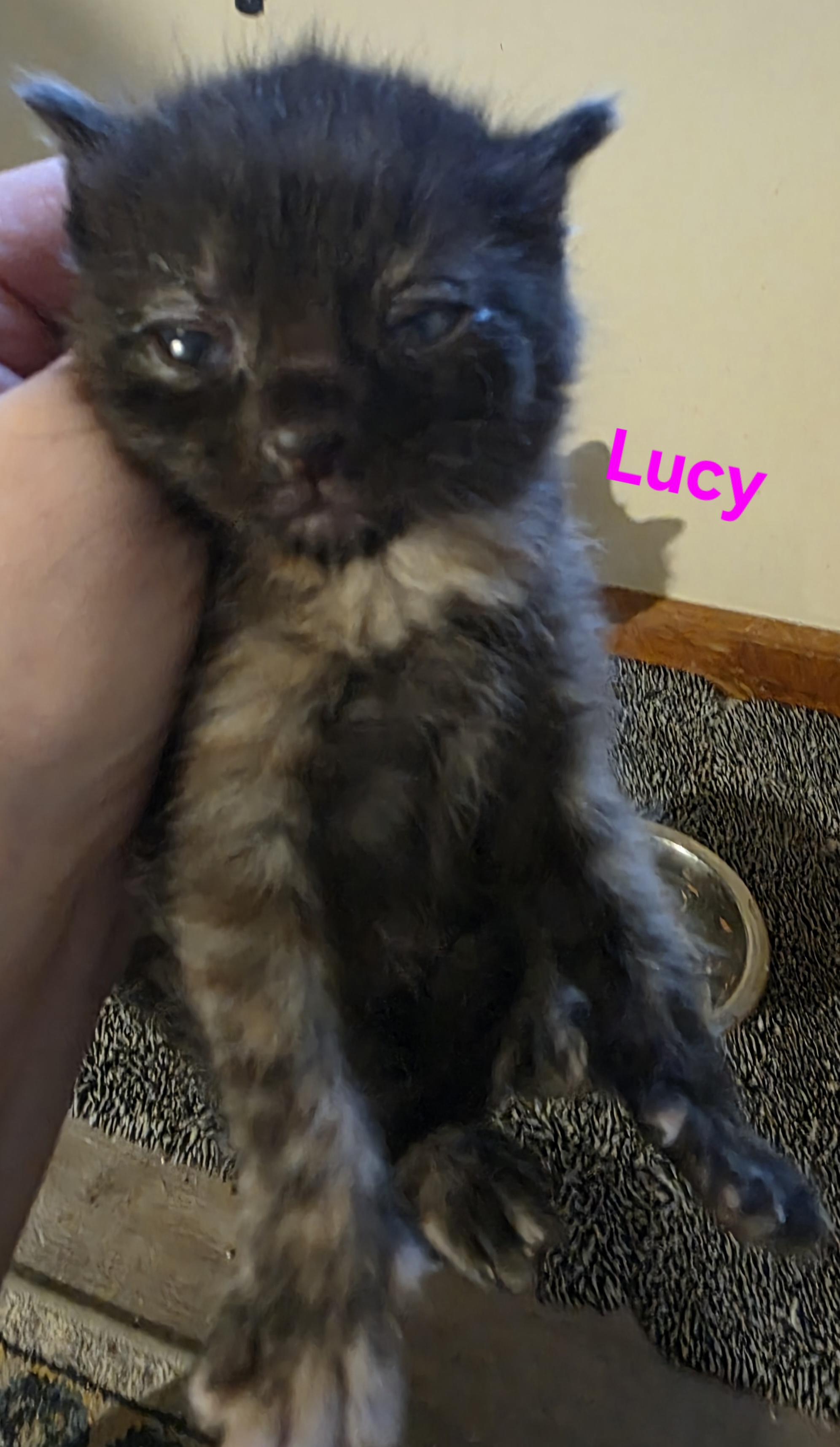 Lucy, Adoptable, Kitten Female Domestic Short Hair.