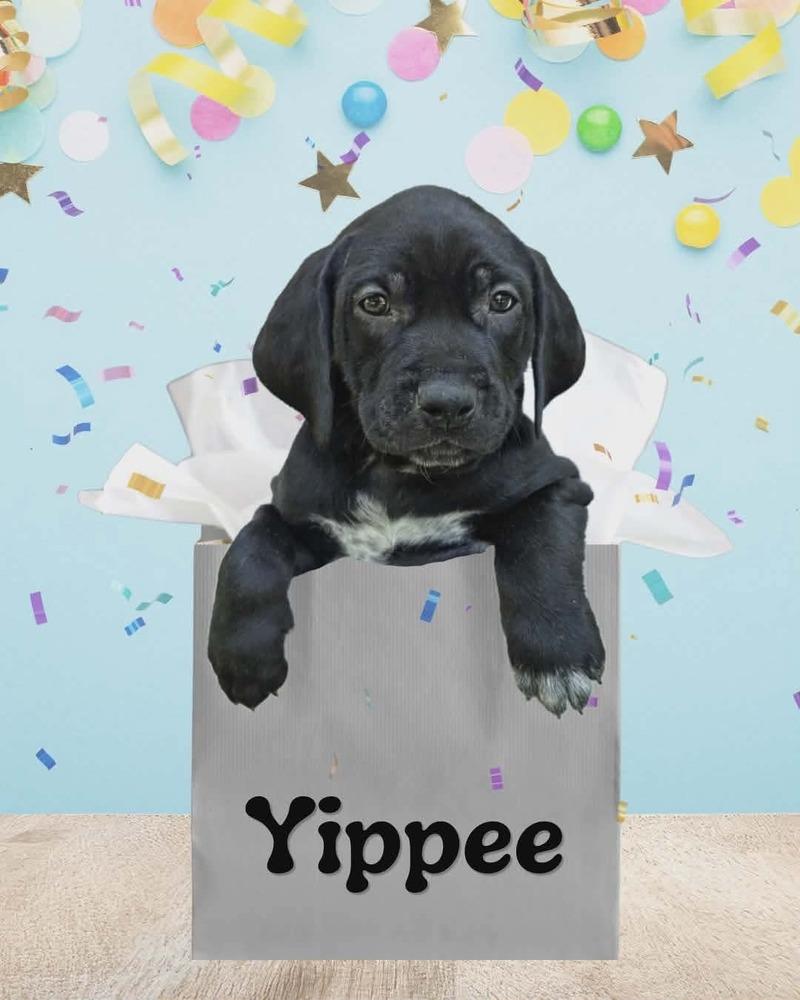 Yippee, Adoptable, Puppy Male German Shorthaired Pointer & Labrador Retriever.