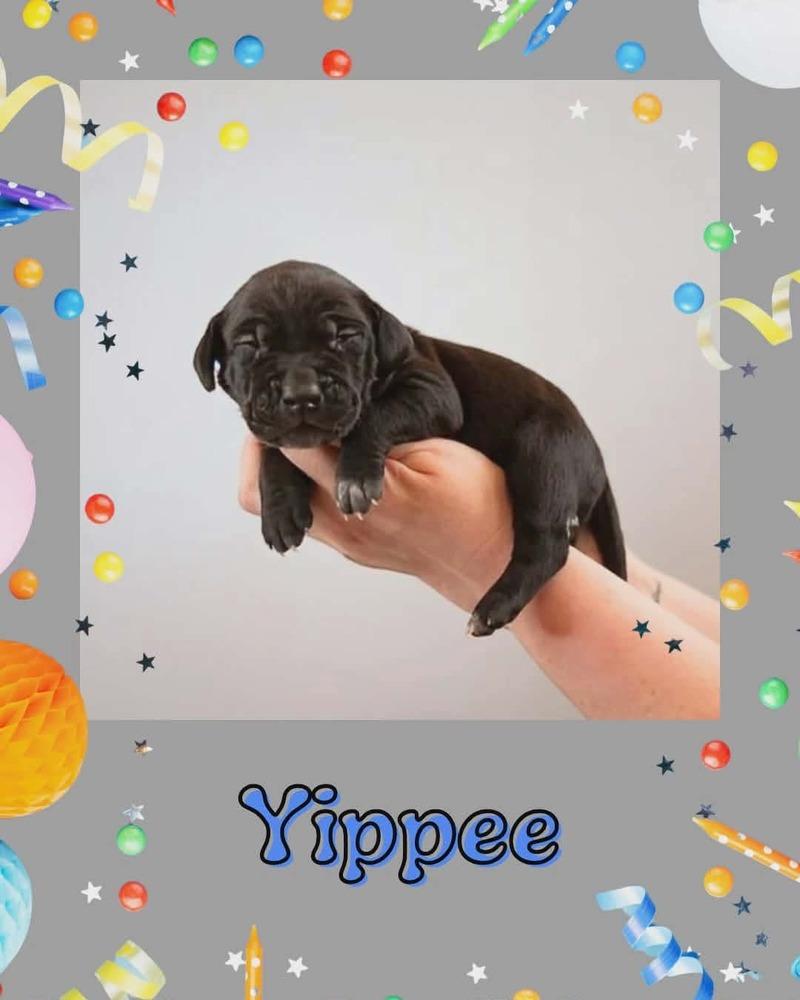 Enlarge Yippee, a Adoptable mixed breed in Fort Mill, SC image 1/1