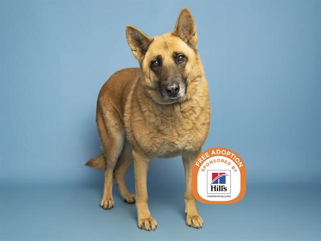 Enlarge ROCKY, a Adoptable German Shepherd Dog in Phoenix, AZ image 1/1