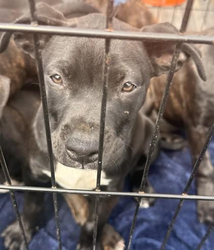 Quillan, Adoptable, Adult Male Labrador Retriever & Terrier.