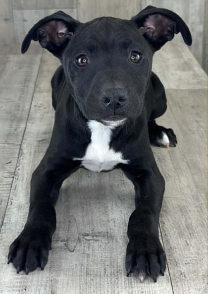 Enlarge Quillan, a Adoptable mixed breed in Shreveport, LA image 2/2