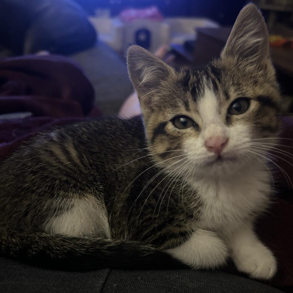 Lilly VIII 26-046, a Adoptable Domestic Short Hair in Little Rock, AR image 2/5