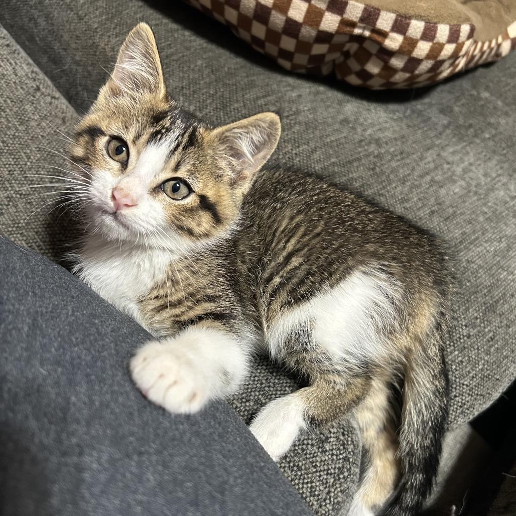 Lilly VIII 26-046, a Adoptable Domestic Short Hair in Little Rock, AR image 3/5