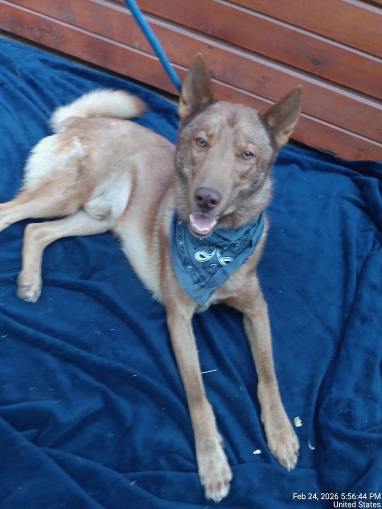 Enlarge Thor, a ADOPTABLE Shepherd in Commerce City, CO image 3/6