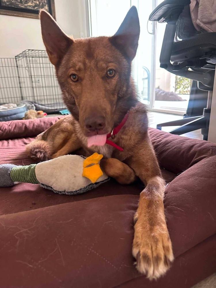 Enlarge Thor, a ADOPTABLE Shepherd in Commerce City, CO image 6/6