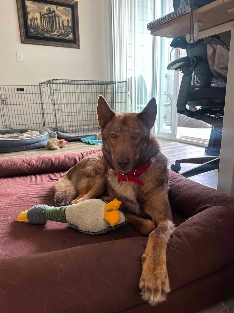 Enlarge Thor, a ADOPTABLE Shepherd in Commerce City, CO image 4/6