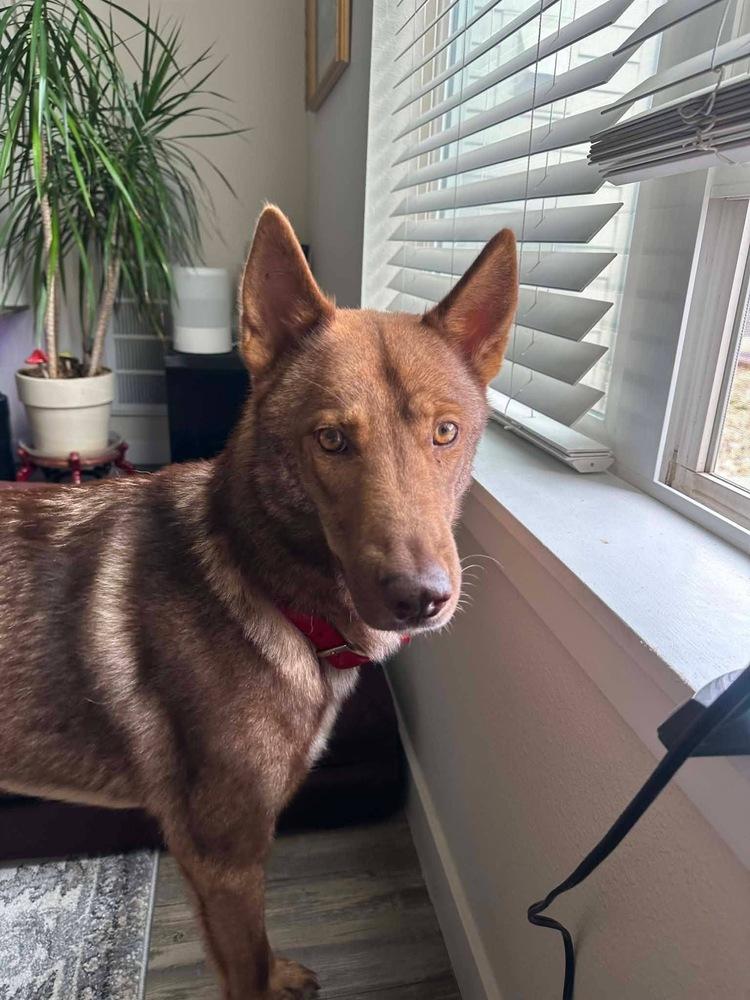 Thor, ADOPTABLE, Adult Male Shepherd.