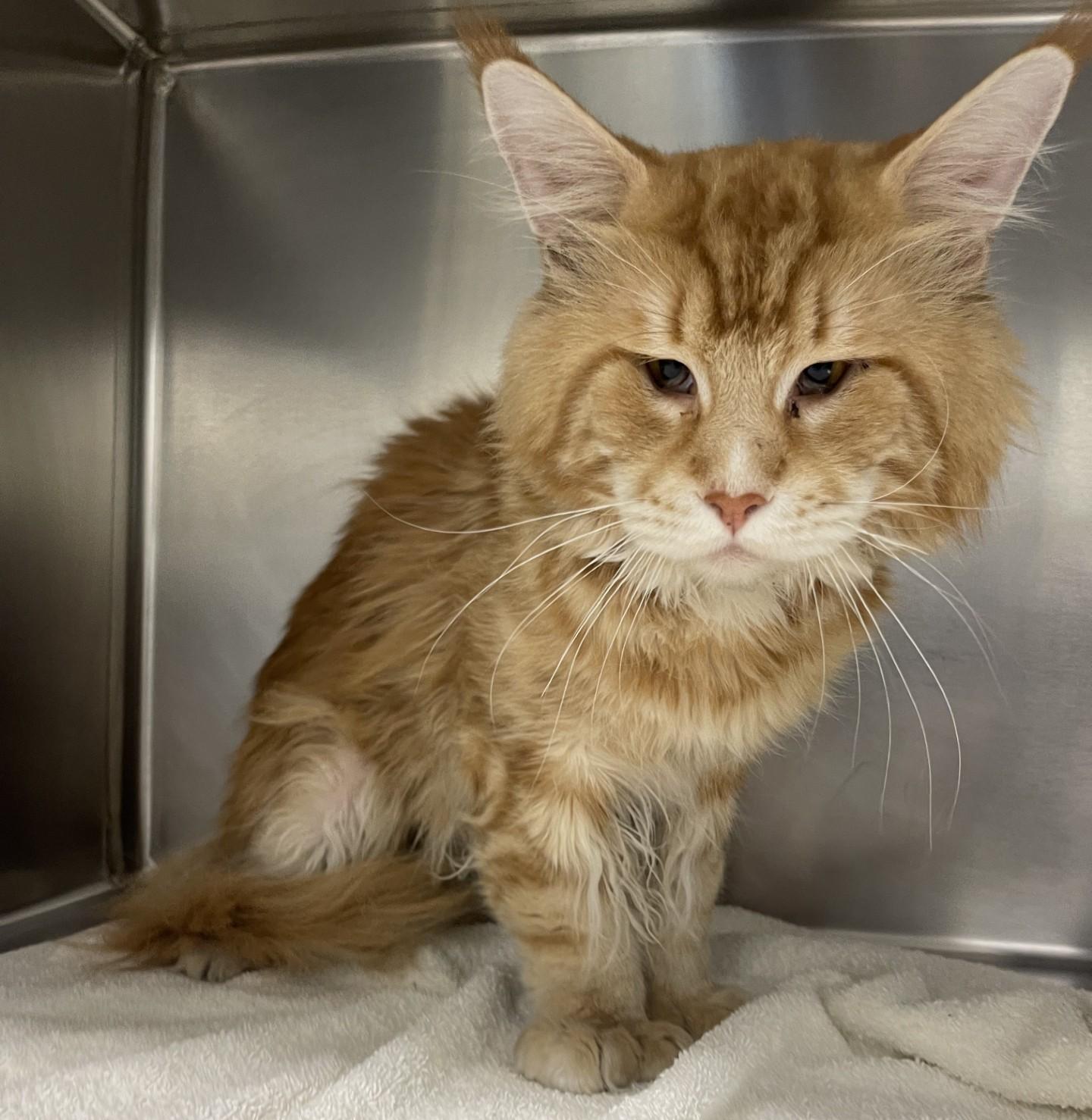 Orange Cats for Adoption: Find Your Perfect Furry Friend Today