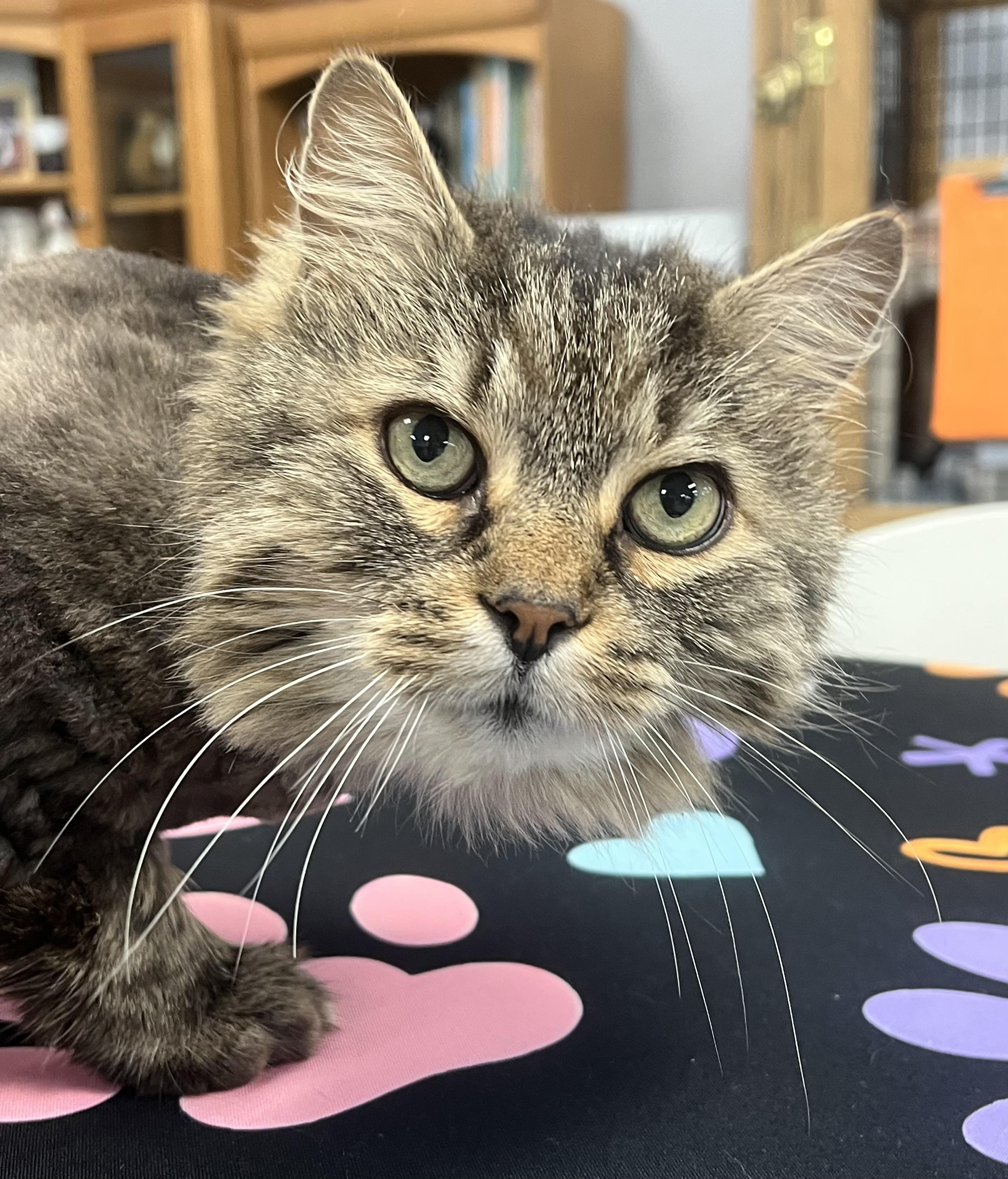 Enlarge Woody, a ADOPTABLE Domestic Long Hair in Johnston, RI image 1/6