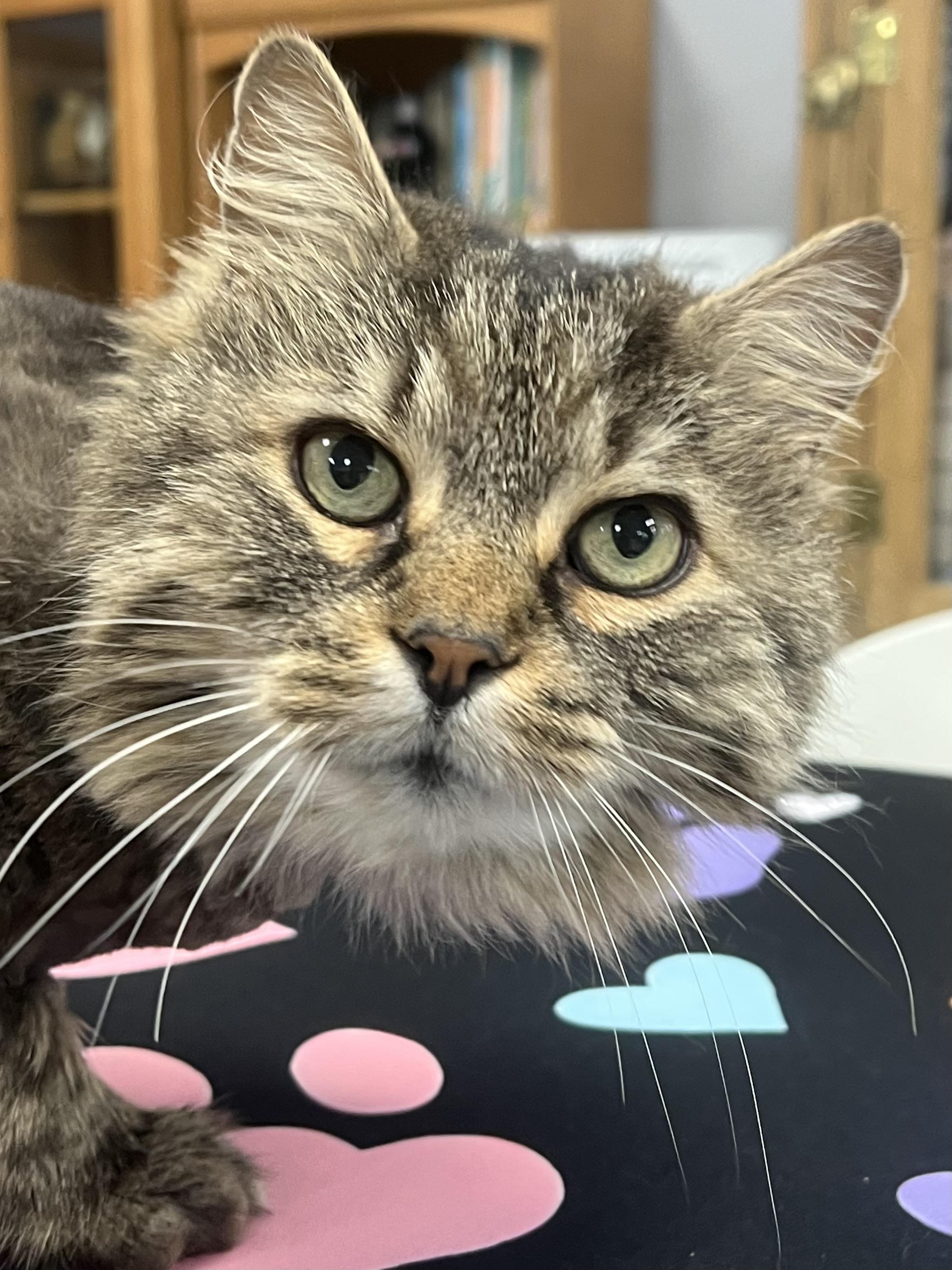 Enlarge Woody, a ADOPTABLE Domestic Long Hair in Johnston, RI image 4/6